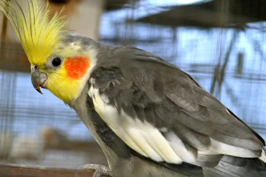 Cockatiel Grooming