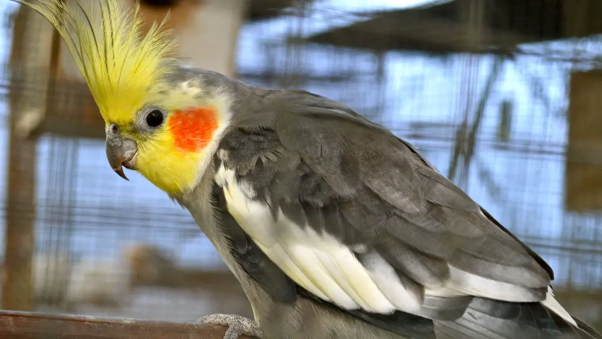 Cockatiel Grooming