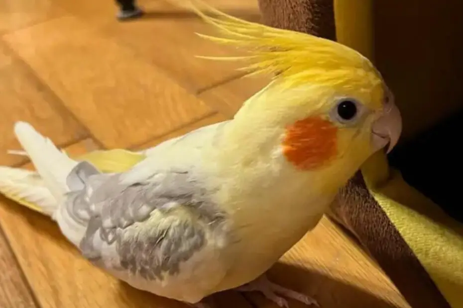 Cockatiel Health Concerns