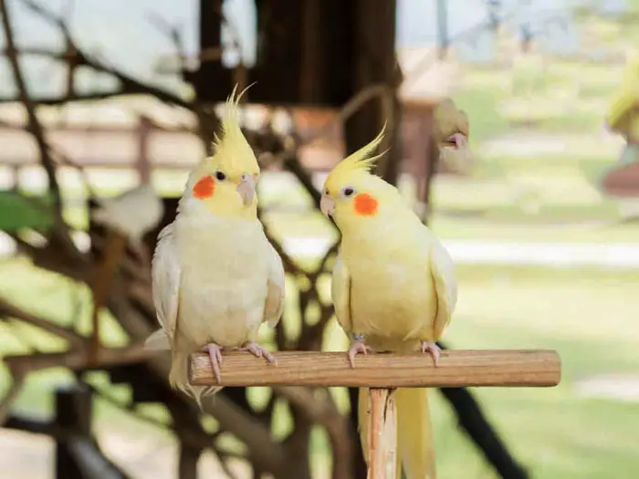 Cockatiel Healthy Sleep Behaviors