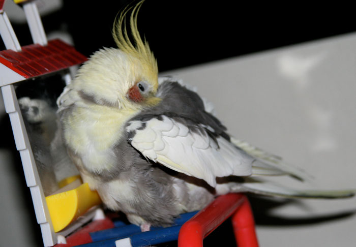 Cockatiel Healthy Sleep