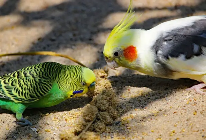 Cockatiel Housing multiple birds together