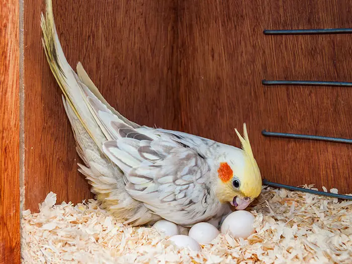 Cockatiel Incubation