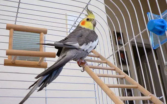 Cockatiel Level Flight