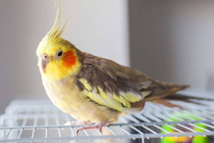 Cockatiel Managing Bird Behavior