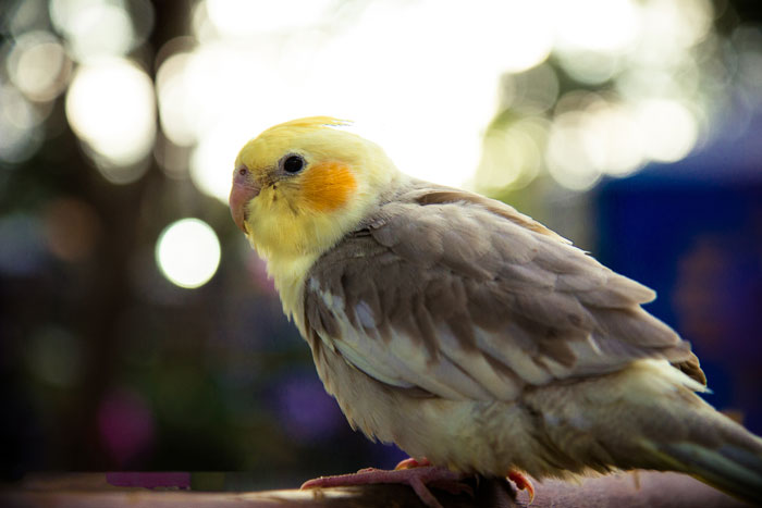 Cockatiel Medical Treatments For Feather Loss