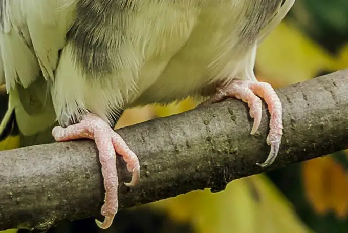 Cockatiel Nail Trimming