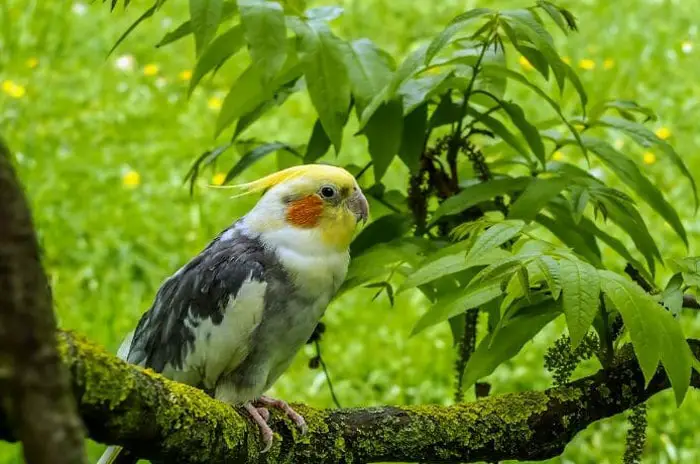 Cockatiel Natural Habitat