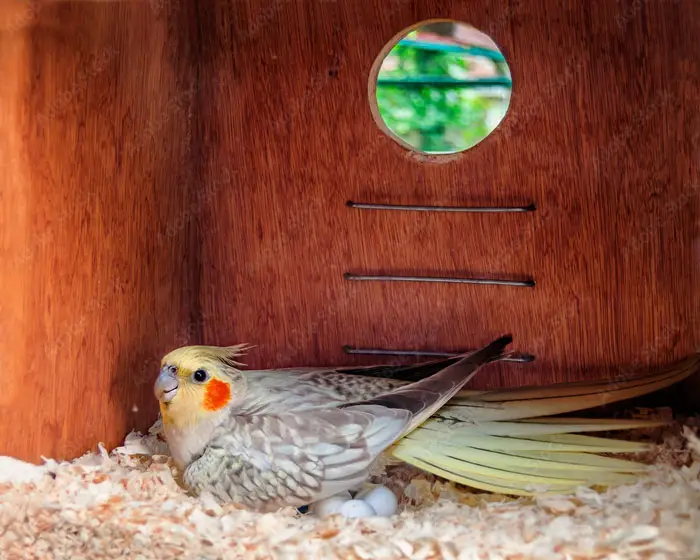 Cockatiel Nest Box