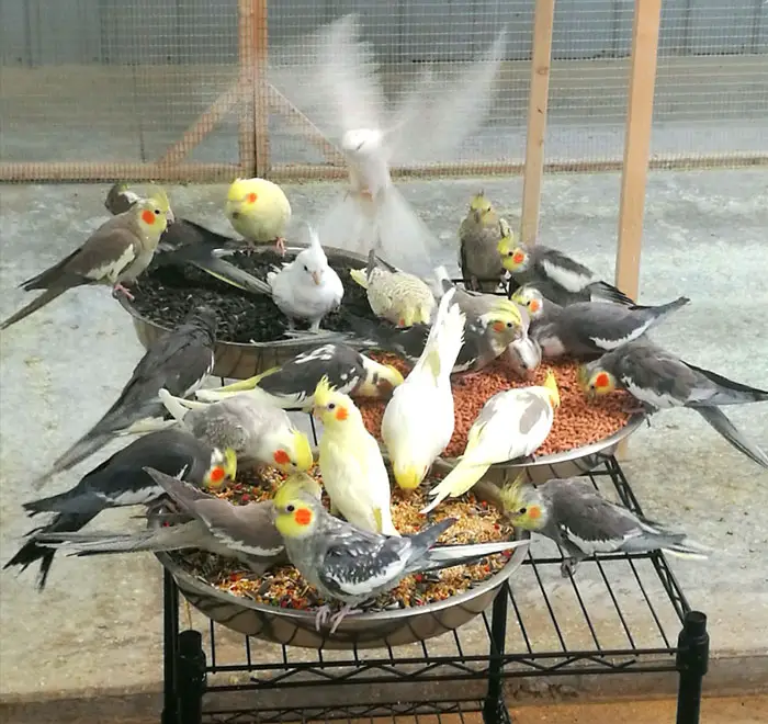 Cockatiel Outdoor Flying