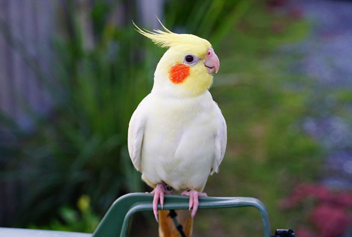 Cockatiel Pre-Flight Training