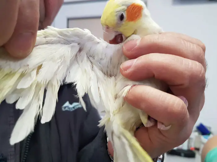 Cockatiel Psittacine Beak And Feather Disease