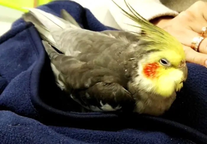 Cockatiel Sick