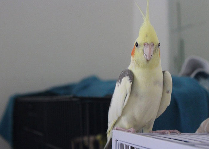 Cockatiel Sleep Management