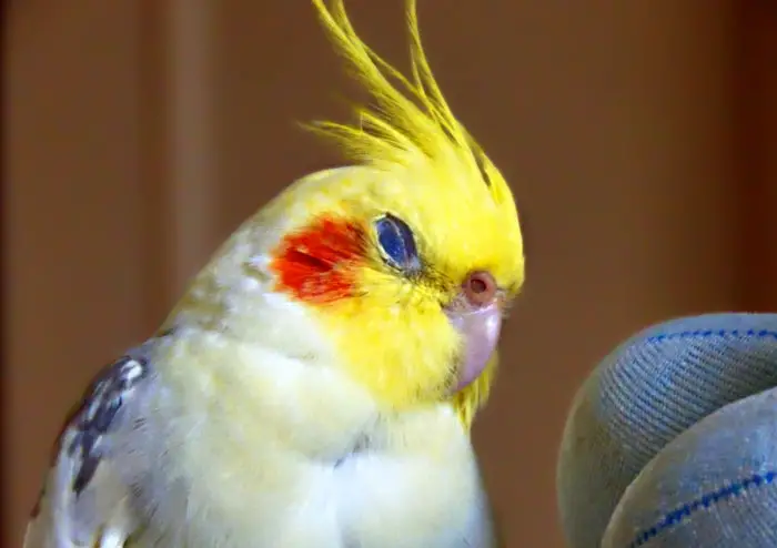 Cockatiel Sleep Patterns