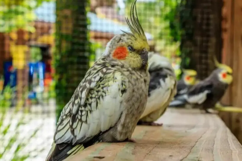 Cockatiel Sleeping Habits