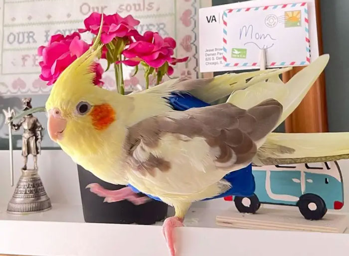 Cockatiel Tail Wagging