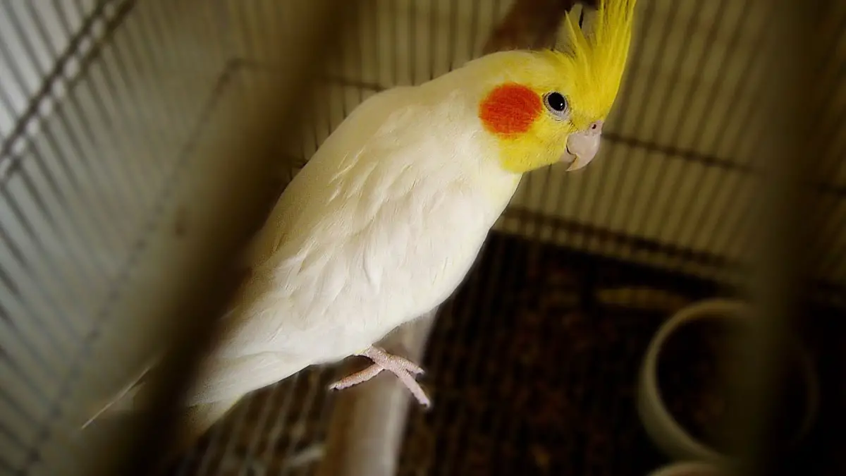 Cockatiel Taming and Bonding