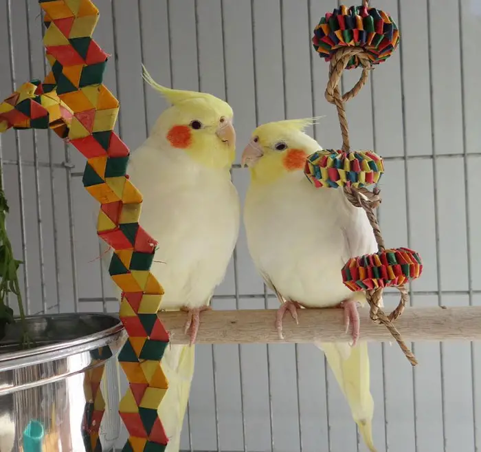 Cockatiel Toys