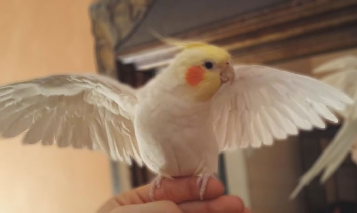 Cockatiel Wings