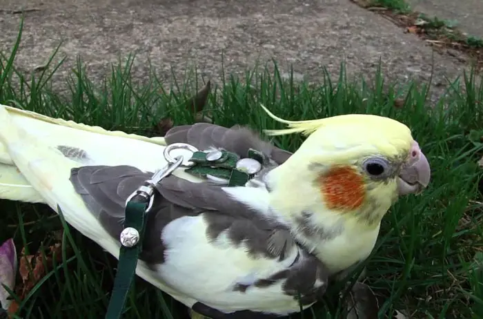 Pet Cockatiel bird harness