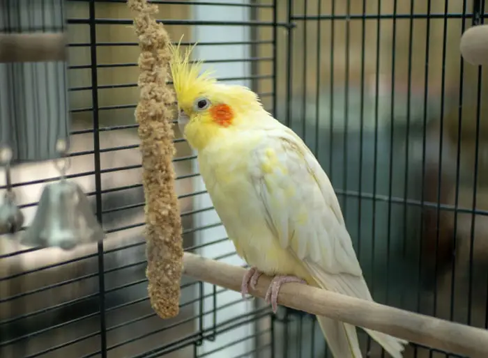 Cockatiel enjoying a balanced diet