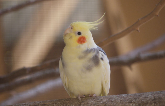 Cockatiel performing wing exercises for flight training