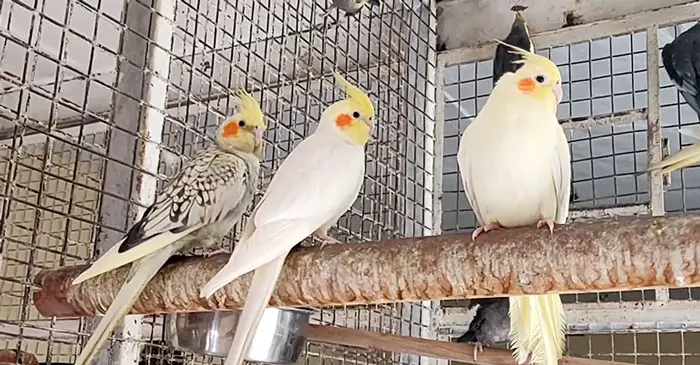 Common Cockatiel Health Concerns