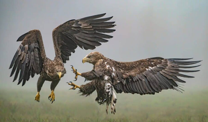 Common Hawk Predators