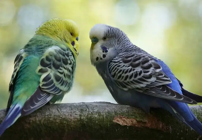 Common Health Issues Affecting Budgie Lifespan