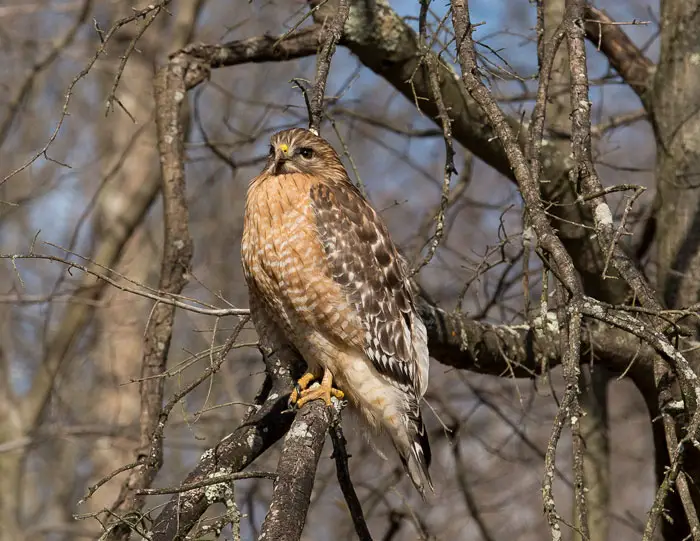 Common Mistakes In Identifying Hawks