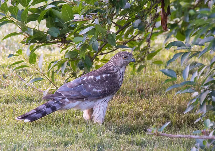 Common Situations In Which Humans May Encounter Hawks