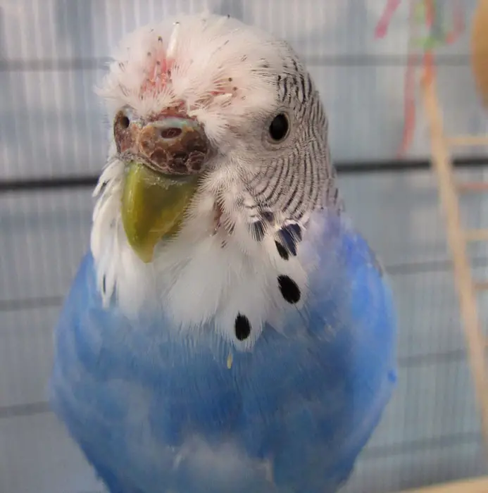 Common Symptoms of Molting