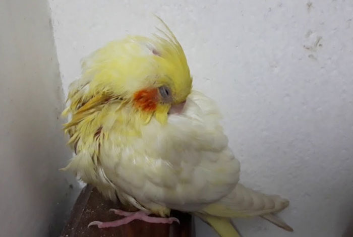 Common sleep-related issues in Cockatiels