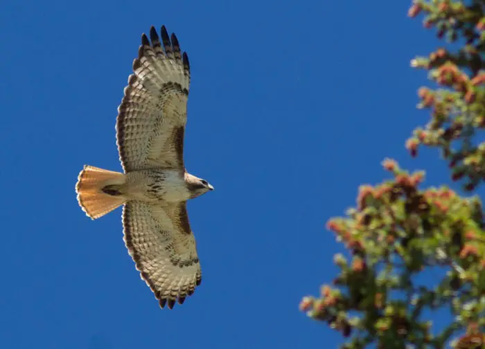 Comparing Hawks Flying with Other Species