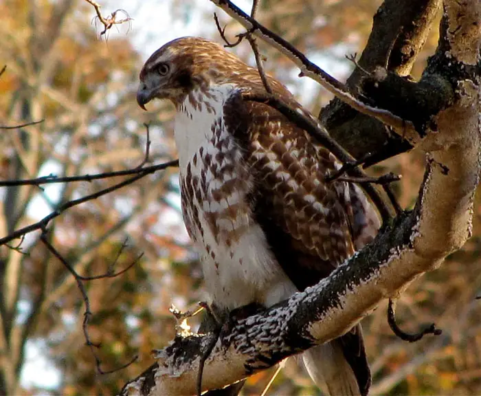 Comparing Hawks Group Behavior with Other Birds