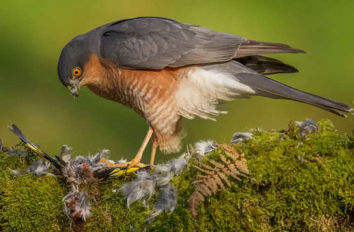 Comparison of Aging in Hawks With Other Bird Species