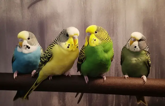 Comparison of Budgie Lifespan