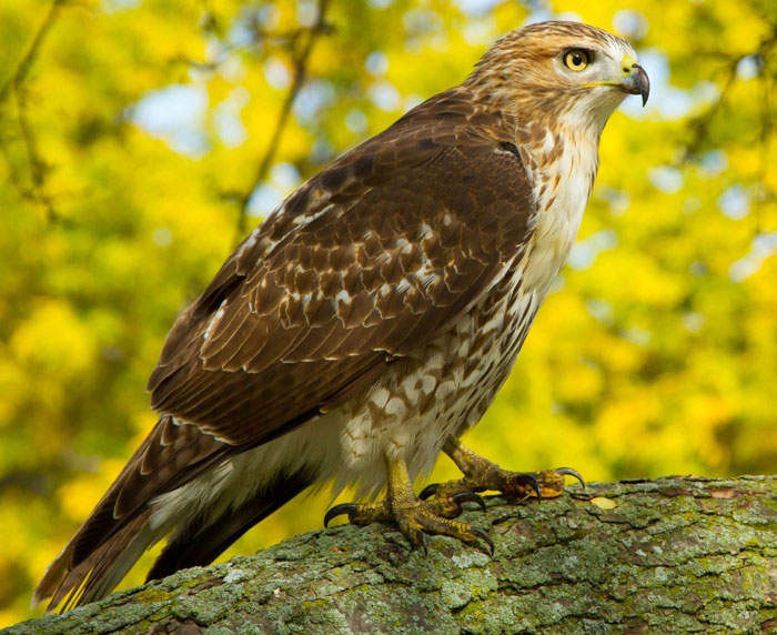 Conservation Efforts for Hawks