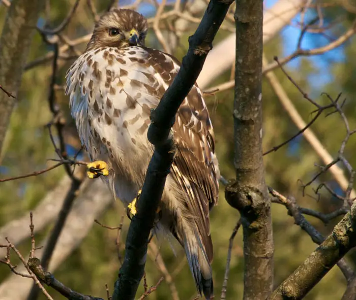 Conservation Efforts for Migrating Hawks