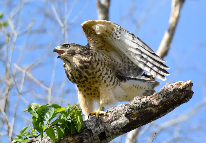 Contribute to Hawk Conservation Efforts