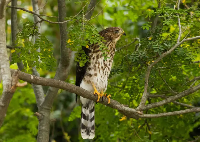 Cooper's Hawk