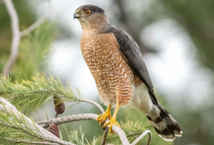 Cooper’s Hawk Physical Characteristics