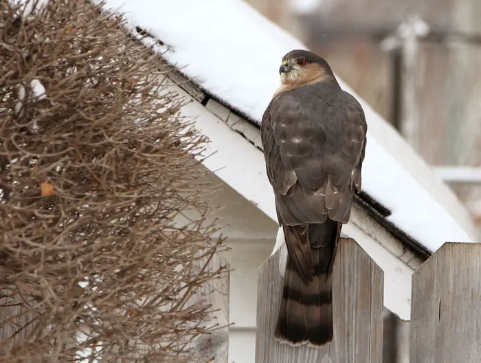 Cooper’s Hawks