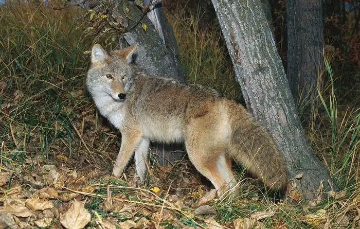 Coyotes