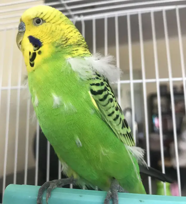 Creating a Comfortable Environment for Your Budgie During Molting
