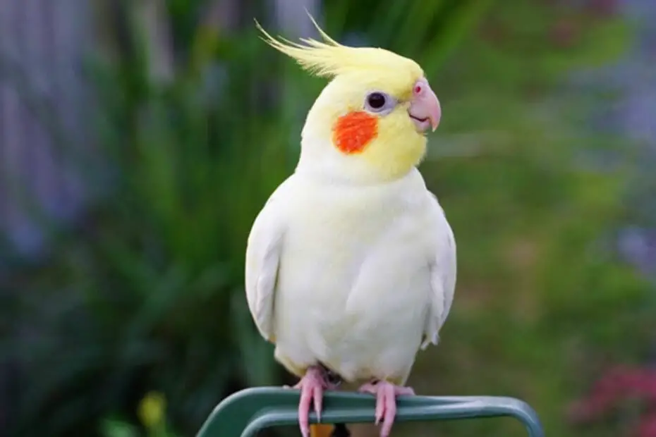 Decoding Cockatiel Language