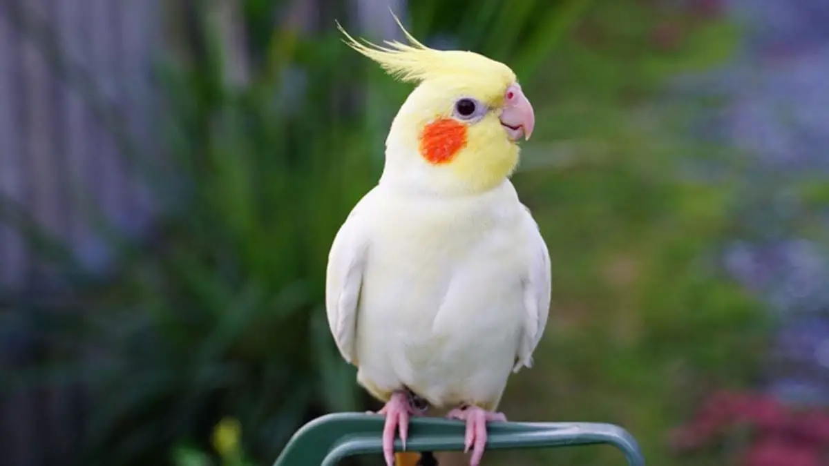 Decoding Cockatiel Language