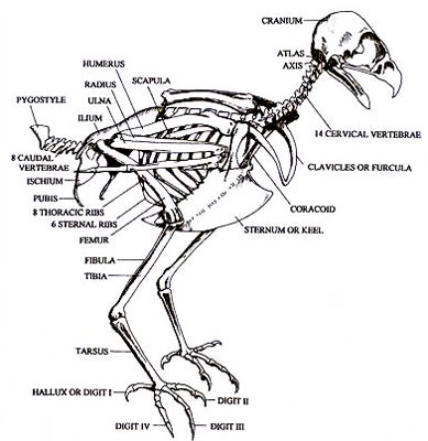 Diagram of a hawk's skeletal structure and anatomy