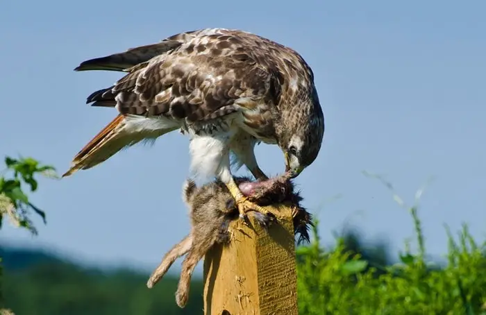 Diet Habit of Red-Tailed Hawk